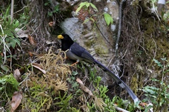 Urocissa flavirostris