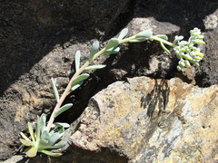 Sedum albomarginatum