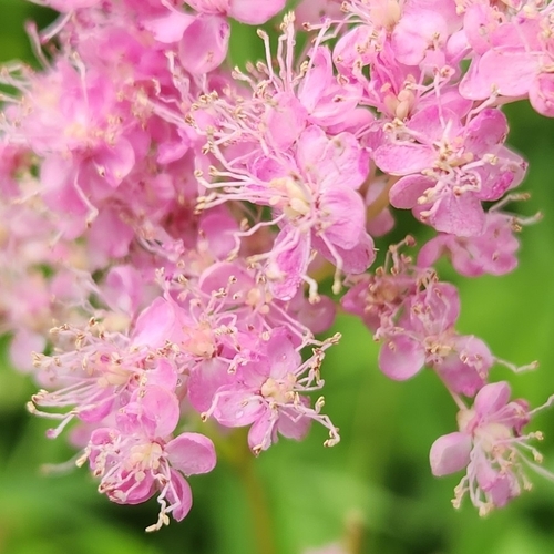 Image of Filipendula rubra by (c) Chris, some rights reserved (CC BY-SA)