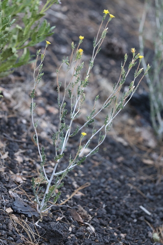 Image of Mentzelia collomiae by no rights reserved