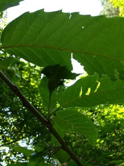 Dryocosmus kuriphilus