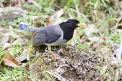 Urocissa flavirostris