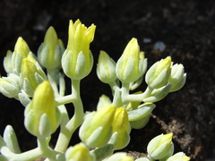 Sedum albomarginatum