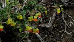 Hermannia cuneifolia