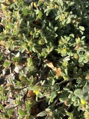 Acmispon brachycarpus