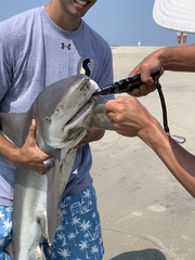 Carcharhinus plumbeus