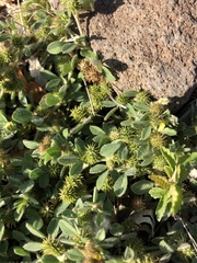 Acmispon brachycarpus