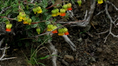 Hermannia cuneifolia