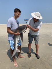 Carcharhinus plumbeus