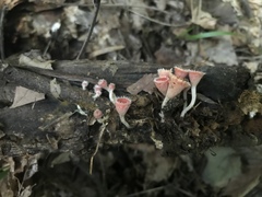 Microstoma floccosum