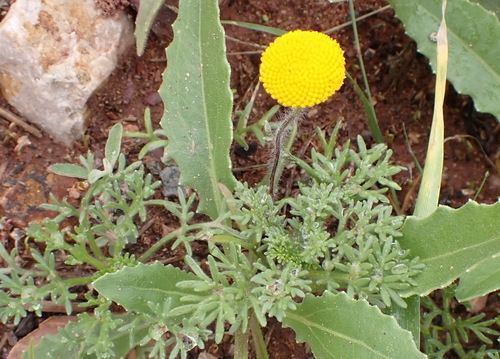 Image of Cotula microglossa by (c) Nicola van Berkel, some rights reserved (CC BY-SA)