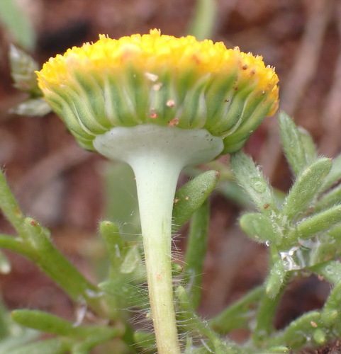 Image of Cotula microglossa by (c) Nicola van Berkel, some rights reserved (CC BY-SA)