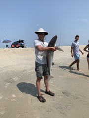 Carcharhinus plumbeus