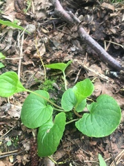 Viola palustris
