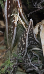 Gonialoe variegata