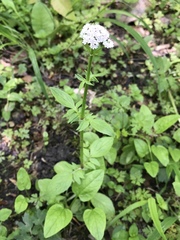 Valeriana dioica