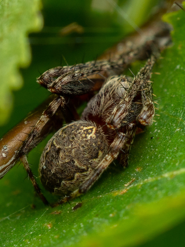 Ornamental Orbweaver