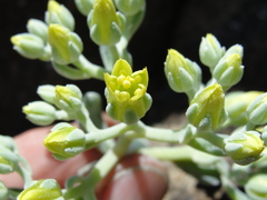 Sedum albomarginatum