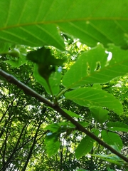 Dryocosmus kuriphilus