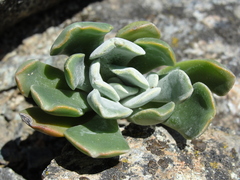 Sedum albomarginatum