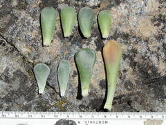 Sedum albomarginatum