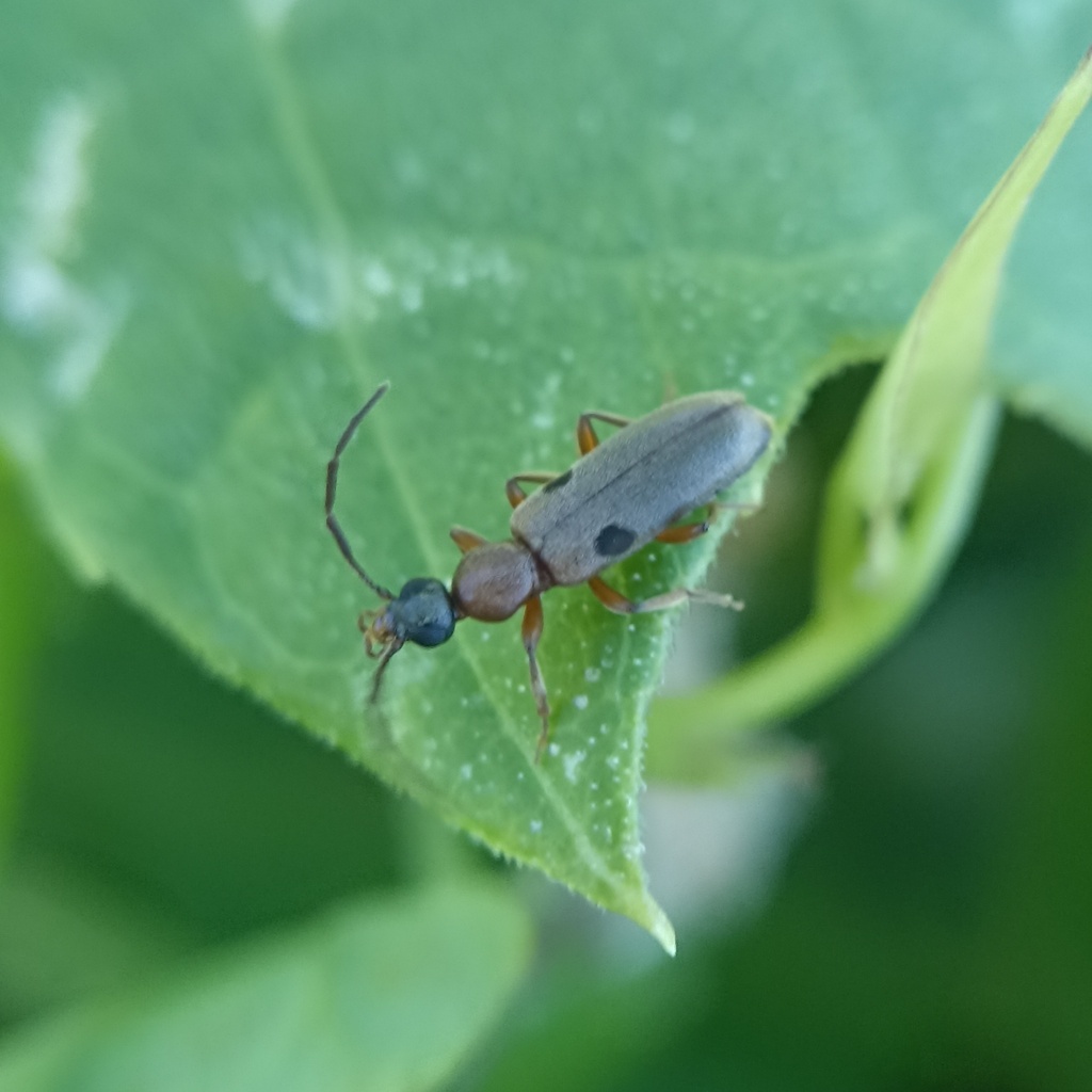 Steropes obscurans