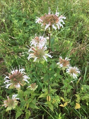 Monarda lindheimeri