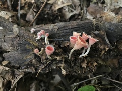 Microstoma floccosum