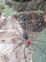 Aglaoctenus castaneus