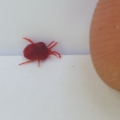 Trombidium holosericeum