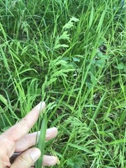 Poa chaixii