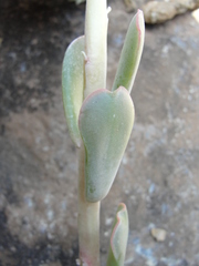 Sedum albomarginatum