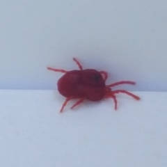 Trombidium holosericeum