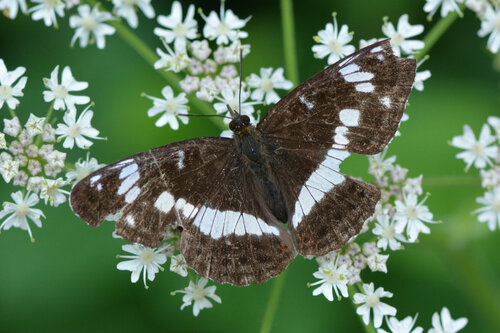 White admiral