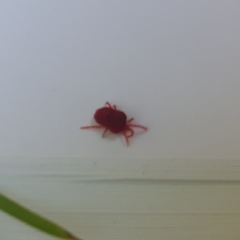 Trombidium holosericeum