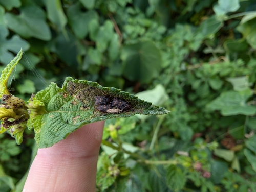 Lantana Hispid photo 6