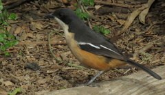 Laniarius ferrugineus