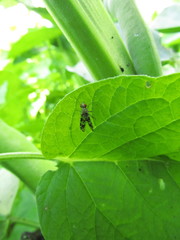 Trypetoptera punctulata