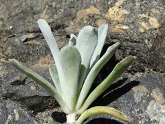 Sedum albomarginatum