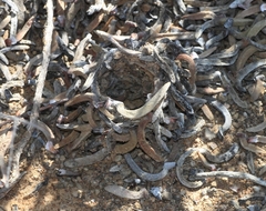 Harpactirinae