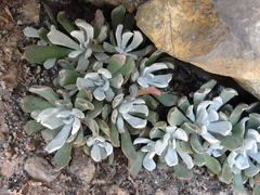 Sedum albomarginatum