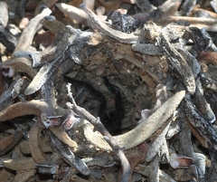 Harpactirinae