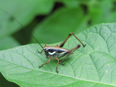 Eupholidoptera schmidti