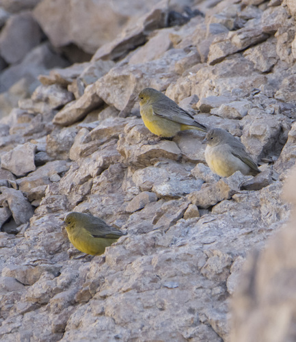 Greenish Yellow Finch (Sicalis olivascens), photo 9