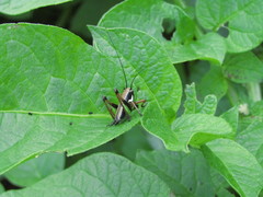 Eupholidoptera schmidti