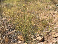 Eriogonum trichopes
