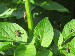 Eupholidoptera schmidti