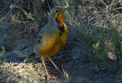Macronyx capensis capensis