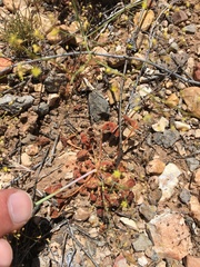 Eriogonum trichopes