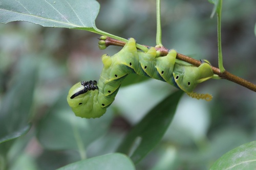 Acherontia atropos